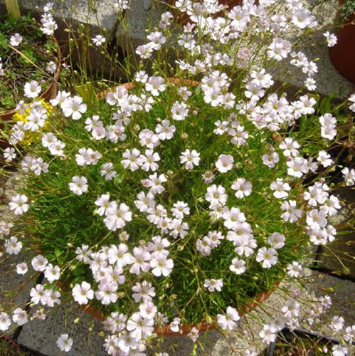 Gypsophila repens Alba - Kruipend gipskruid
