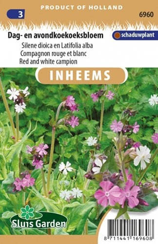 Dag- en Avondkoekoeksbloem - Silene & Latifolia