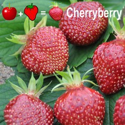 2x Aardbeien planten Cherryberry - Fragaria