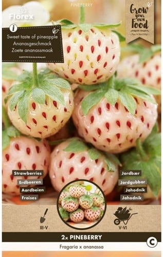 Aardbei White Pineberry - Fragaria-2