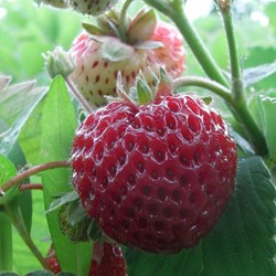 Aardbei Framberry - Fragaria