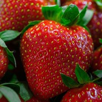 Aardbei Maxim - Fragaria