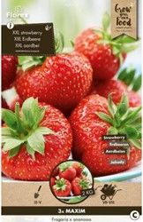 Aardbei Maxim - Fragaria