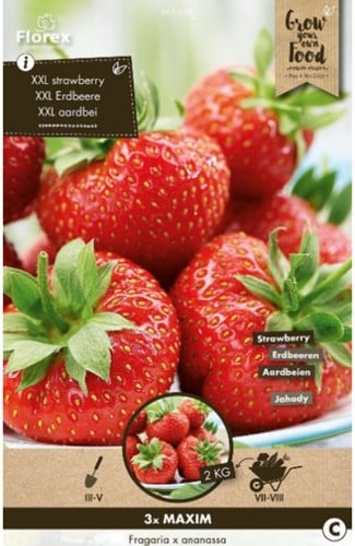 Aardbei Maxim - Fragaria