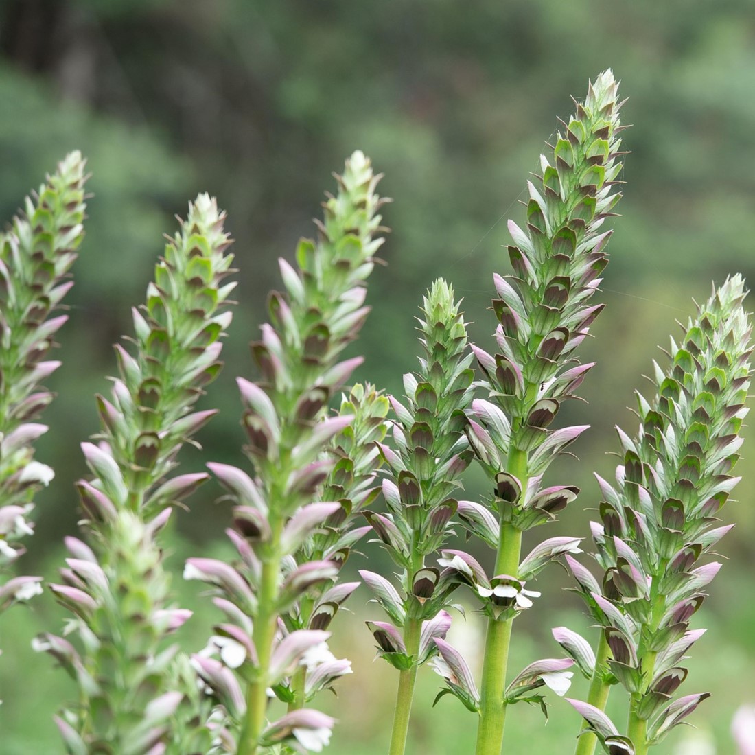 Acanthus - Acanthus mollis Tuincentrum Koeman