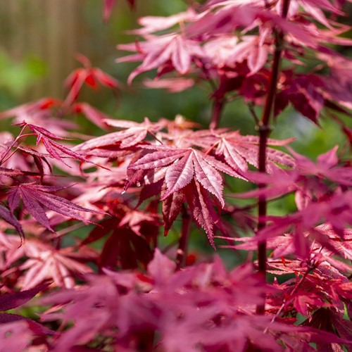 Japanse esdoorn - Acer palmatum Atropurpureum