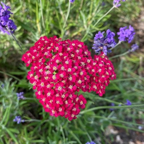 Duizendblad Paprika – Achillea millefolium