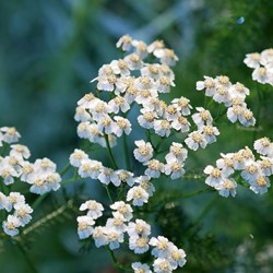 Achillea ptarmica The Pearl - Wilde Bertram (Potplant)