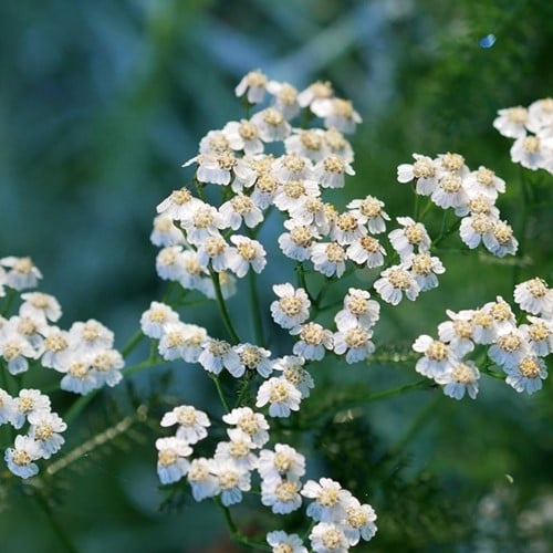 Achillea ptarmica The Pearl - Wilde Bertram (Potplant)