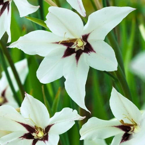 Abessijnse Gladiool - Acidanthera