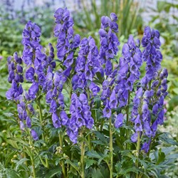 Monnikskap Arendsii - Aconitum carmichaelii Arendsii
