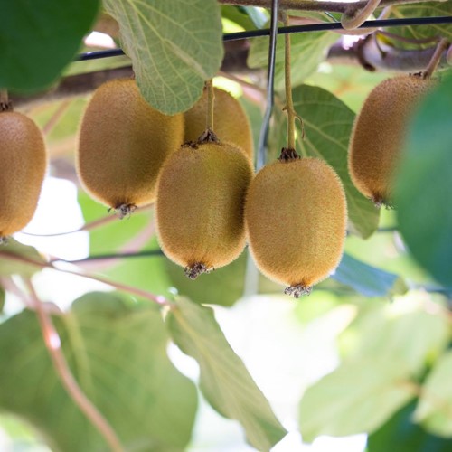 Actinidia deliciosa Jenny - zelfbestuivende kiwi (Sixpack)