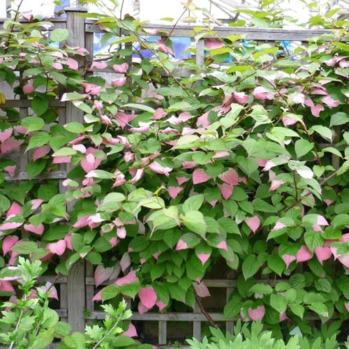 Actinidia Kolomikta - Sierkiwi