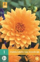 Dahlia Decoratief Oranje Glorie van Noordwijk-2