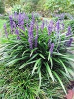 Leliegras Ingwersen, siergras - Liriope muscari-2