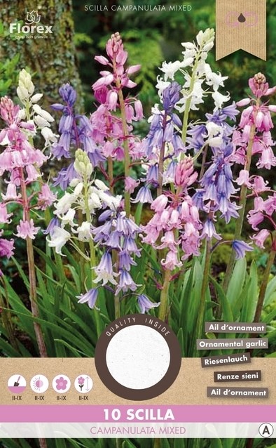Scilla Campanulata Mix Tuincentrum Koeman
