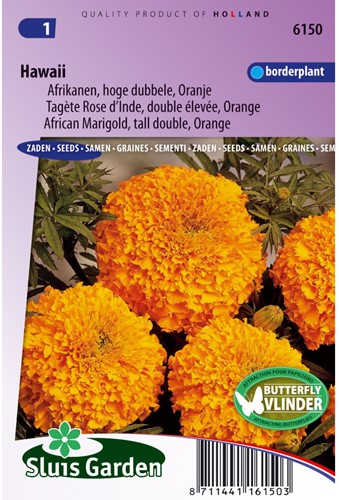 Afrikaan hoog Hawaii oranje - Tagetes