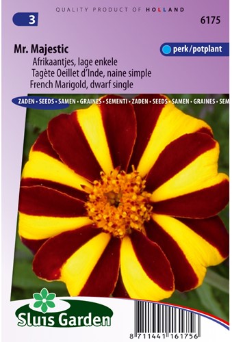 Afrikaan Mr. Majestic - Tagetes
