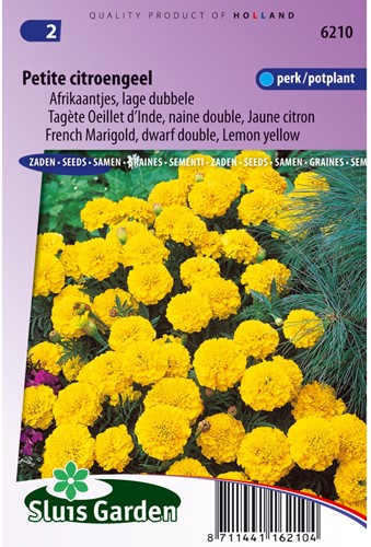 Afrikaan Petite Yellow - Tagetes