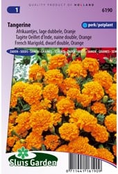 Afrikaantjes Tangerine - Tagetes