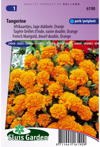 Afrikaantjes Tangerine - Tagetes