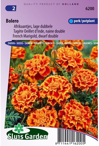 Afrikaan Bolero - Tagetes
