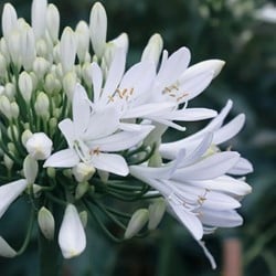 Agapanthus Alba - Kaapse lelie in Pot