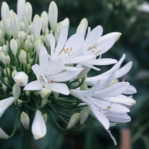 Agapanthus Alba - Kaapse lelie in Pot