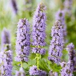 Dropplant Blue Fortune - Agastache (Sixpack)
