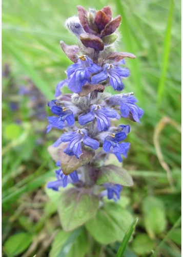 Kruipend zenegroen Atropurpurea - Ajuga reptans