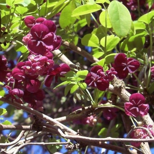Akebia quinata - Schijnaugurk