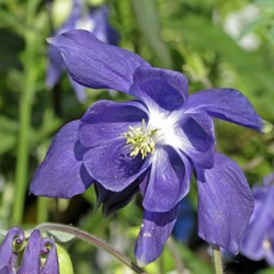 Akelei - Aquilegia Alpina (potplant)