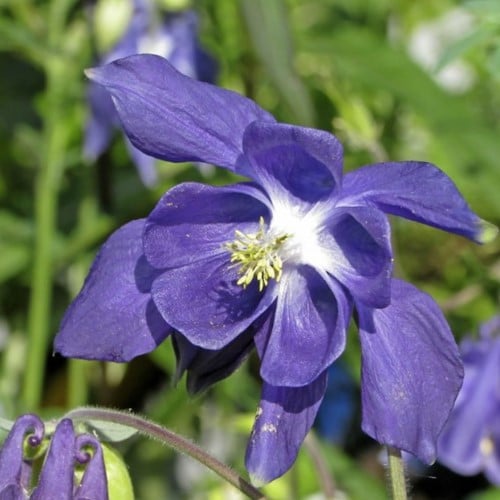 Akelei - Aquilegia Alpina (potplant)