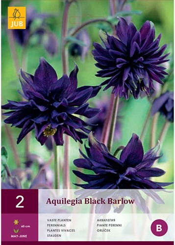 Aquilegia - Akelei Black Barlow-2