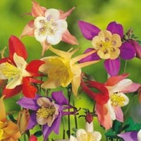 Aquilegia Mix - Akelei
