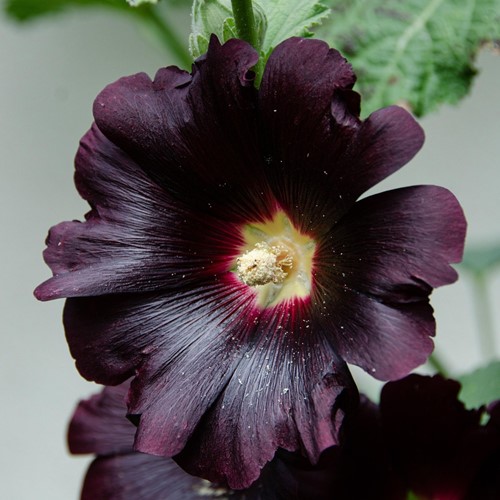 Alcea rosea Nigra - Stokroos