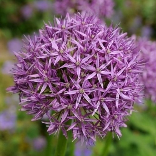 Alliums Aflatunense - Sierui (Grootverpakking XL)
