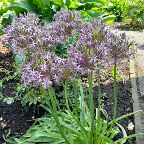 Allium albopilosum Cristophii - Sierui