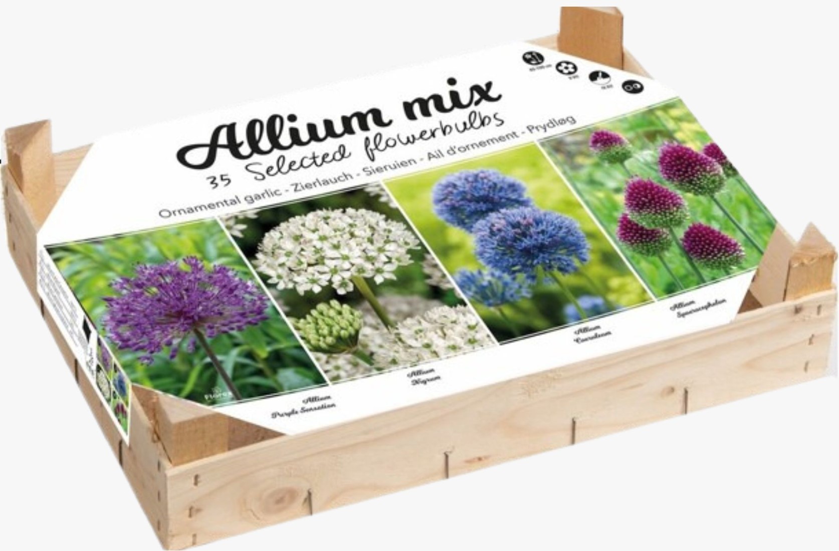 Allium (Sierui, Daslook) - Bloembollen kopen Allium (Sierui, Daslook) - Bloembollen kopen