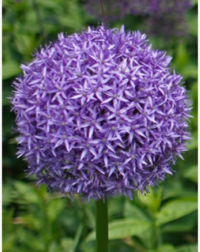 Reuzen Allium Globemaster - Sierui