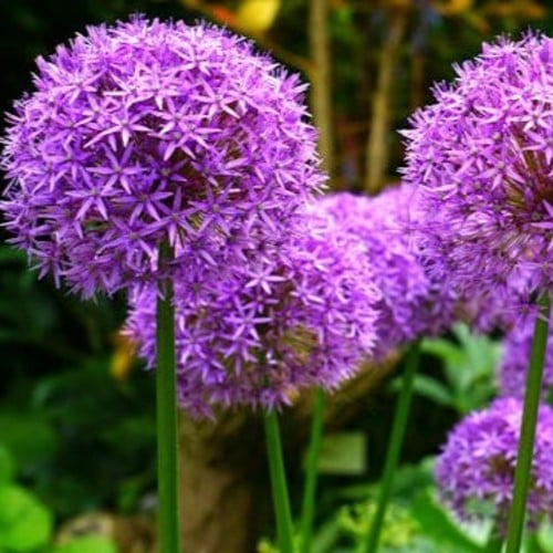Alliums Gladiator  - Sierui (Grootverpakking)