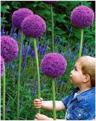 Allium Gladiator - Sierui