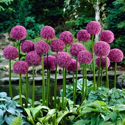 Reuzen Allium Globemaster - Sierui