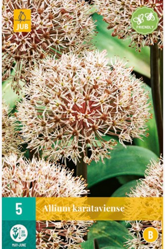 Allium Karataviense - Sierui