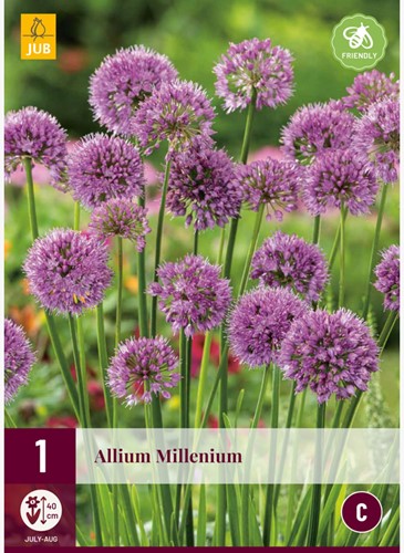 Allium Millenium - Sierui