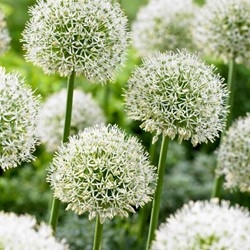 Allium Mont Blanc - Sierui