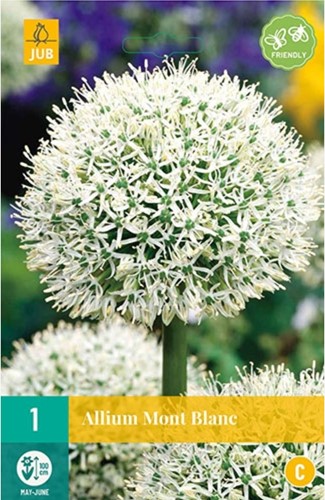 Allium Mont Blanc Sierui