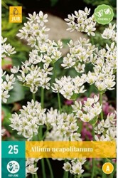 Allium Neapolitanum - Sierui