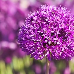 Allium Purple Sensation - Sierui