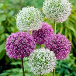 Alliums Paars & Wit Mix - Sierui